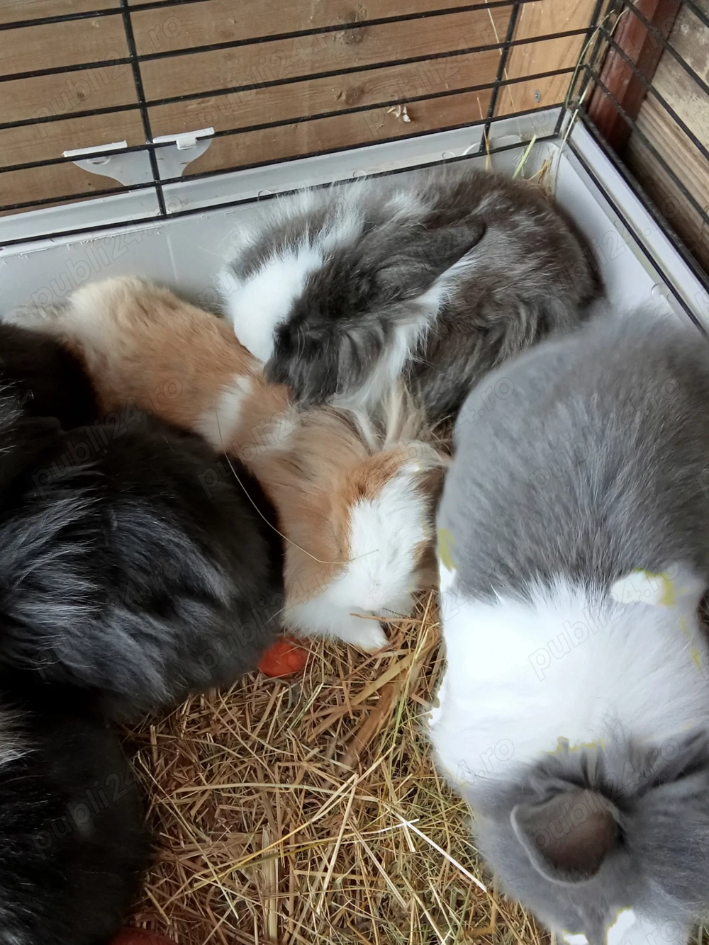 Donez iepurași cap de leu!