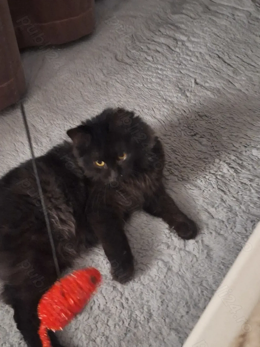 Pui pisica se doneaza 