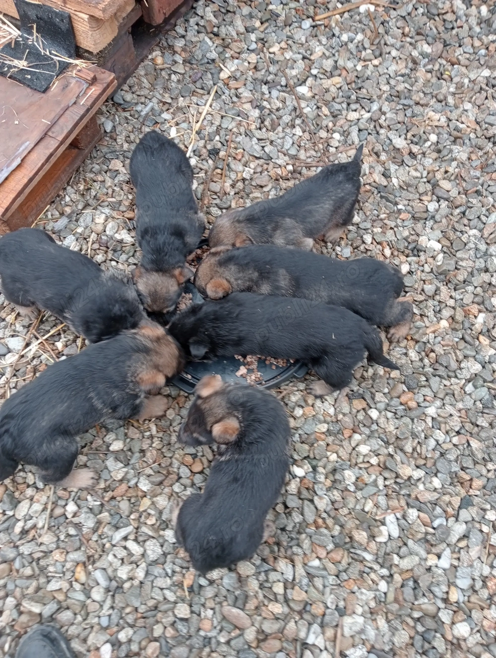 Pui Ciobanesc german Tg Jiu 