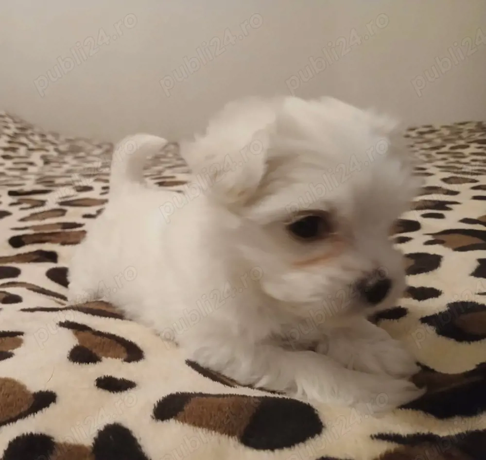 Vand bishon talie mica 6 saptamani 