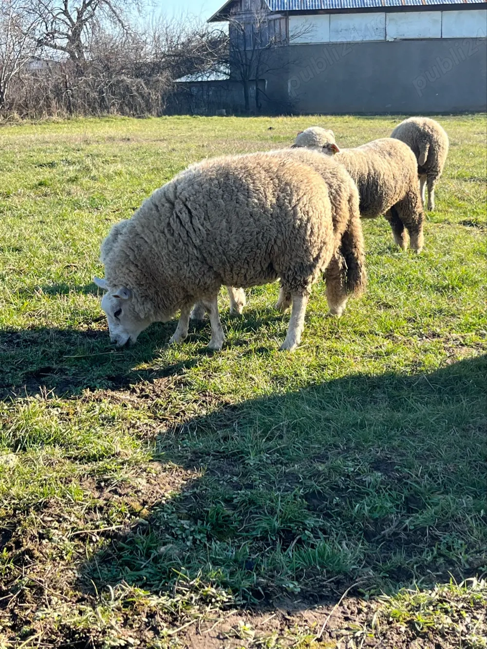 Oi texel gestante