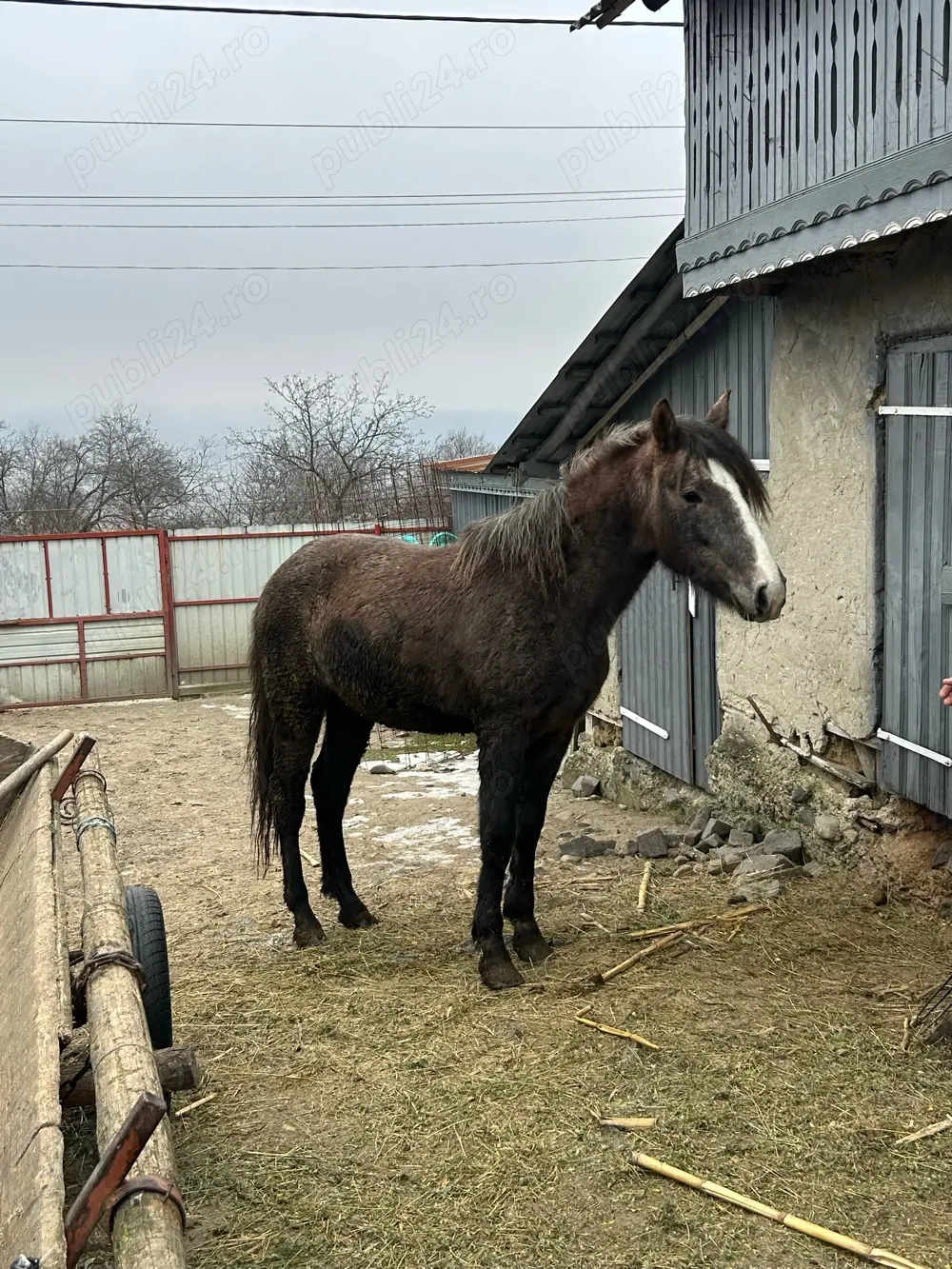 vand manz un an si 8 luni 