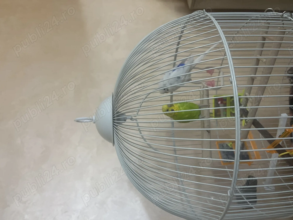 Vând 2 perusi frumoși, o femelă și un mascul