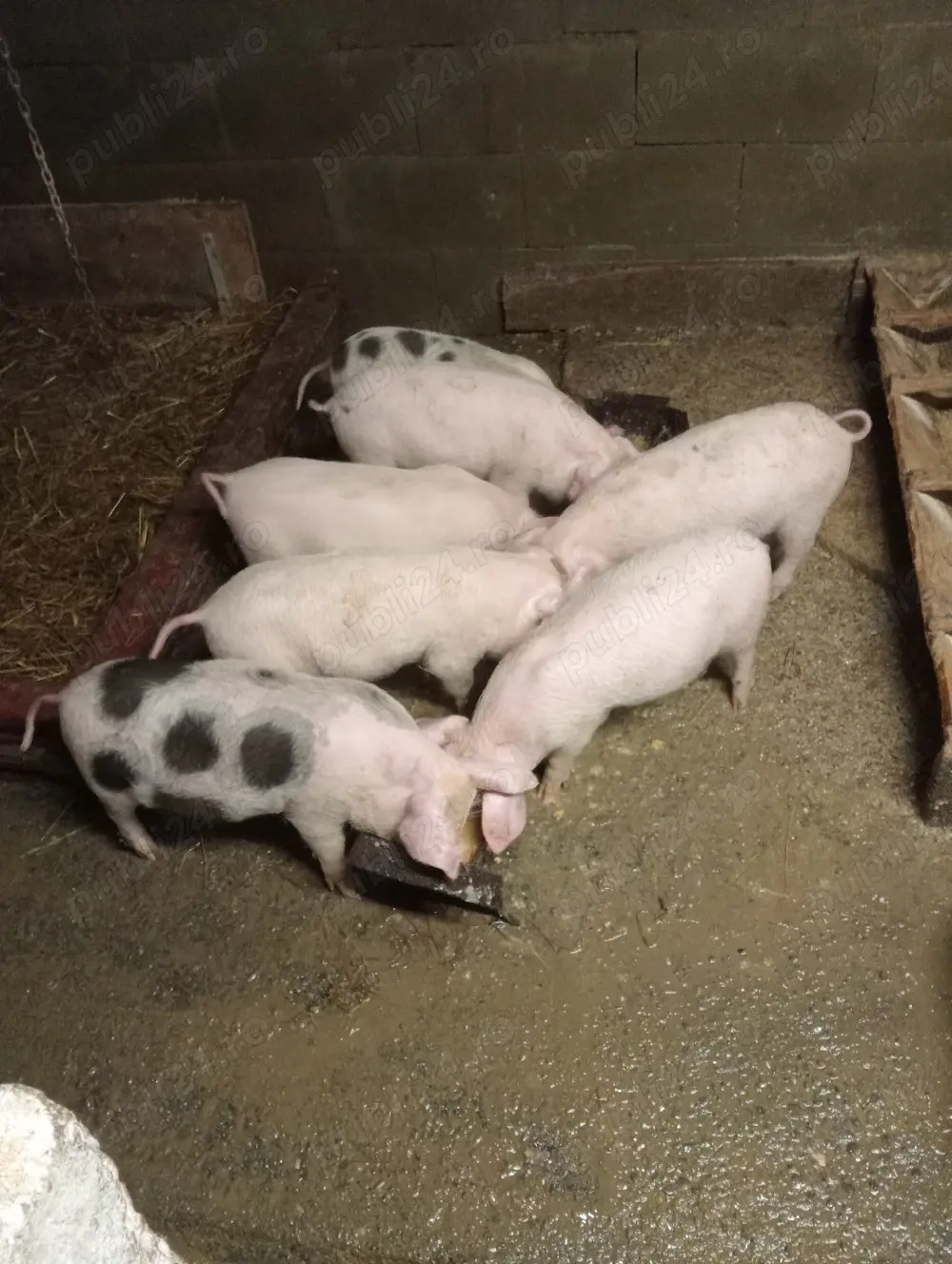 vant porci 10 săptămâni 