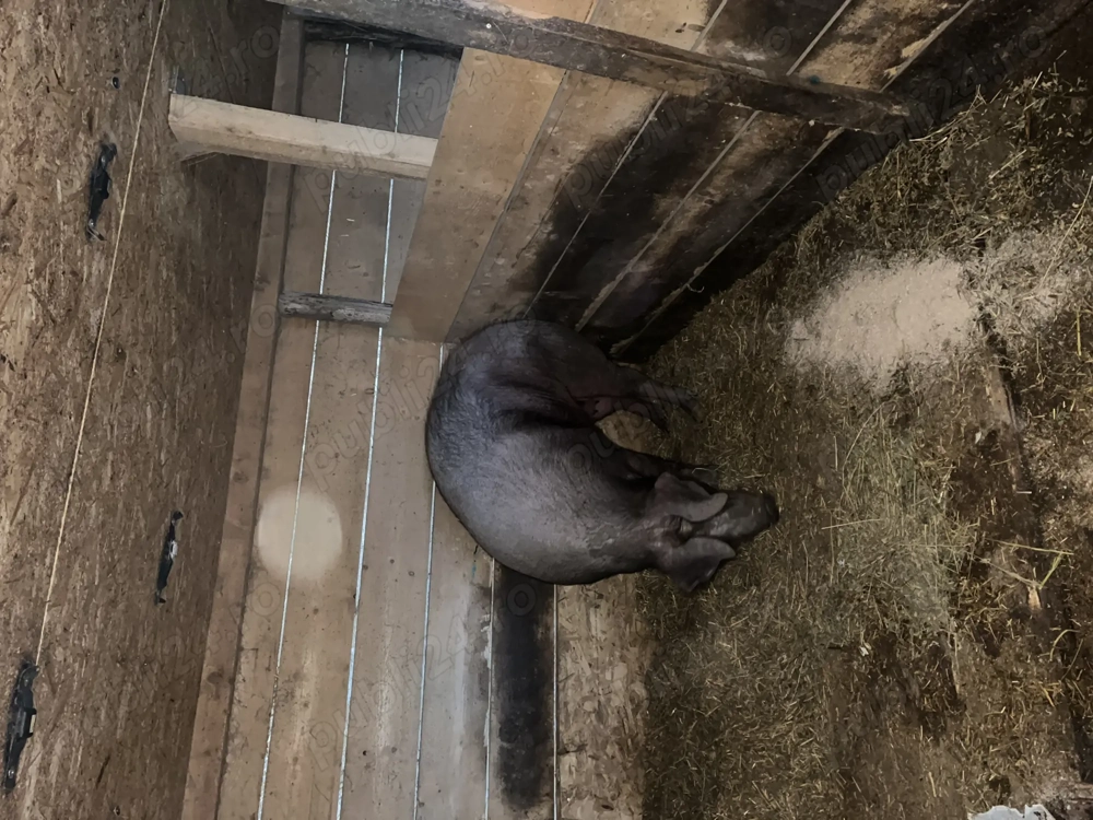 Porc de carne 270-300 kg