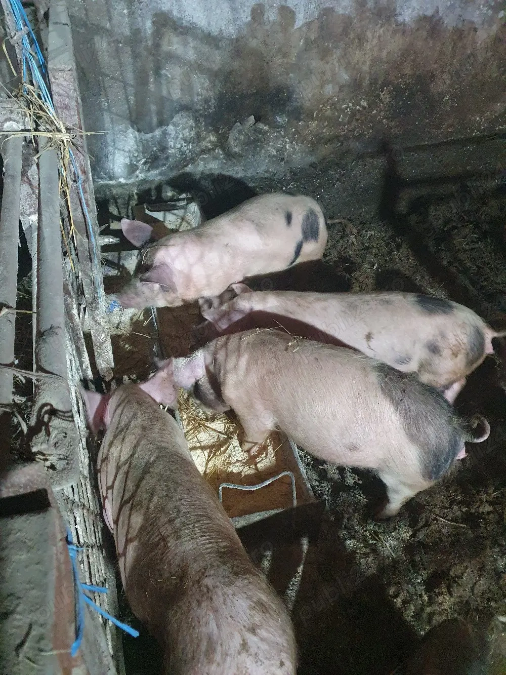 purceii  de vânzare 