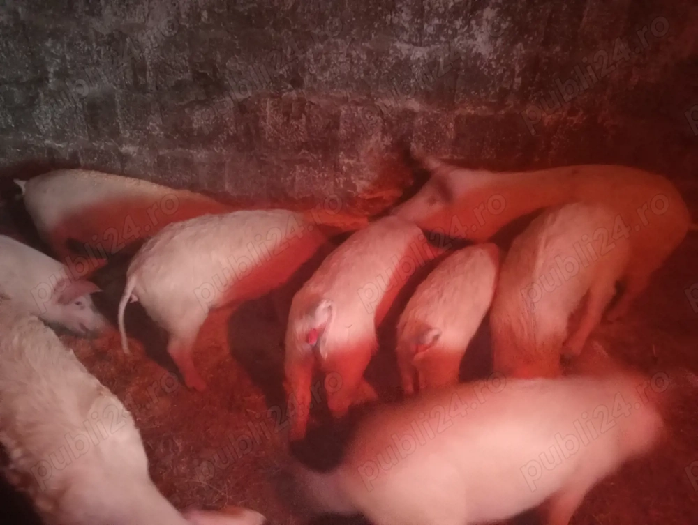 vand șoldani de 30-35 kg