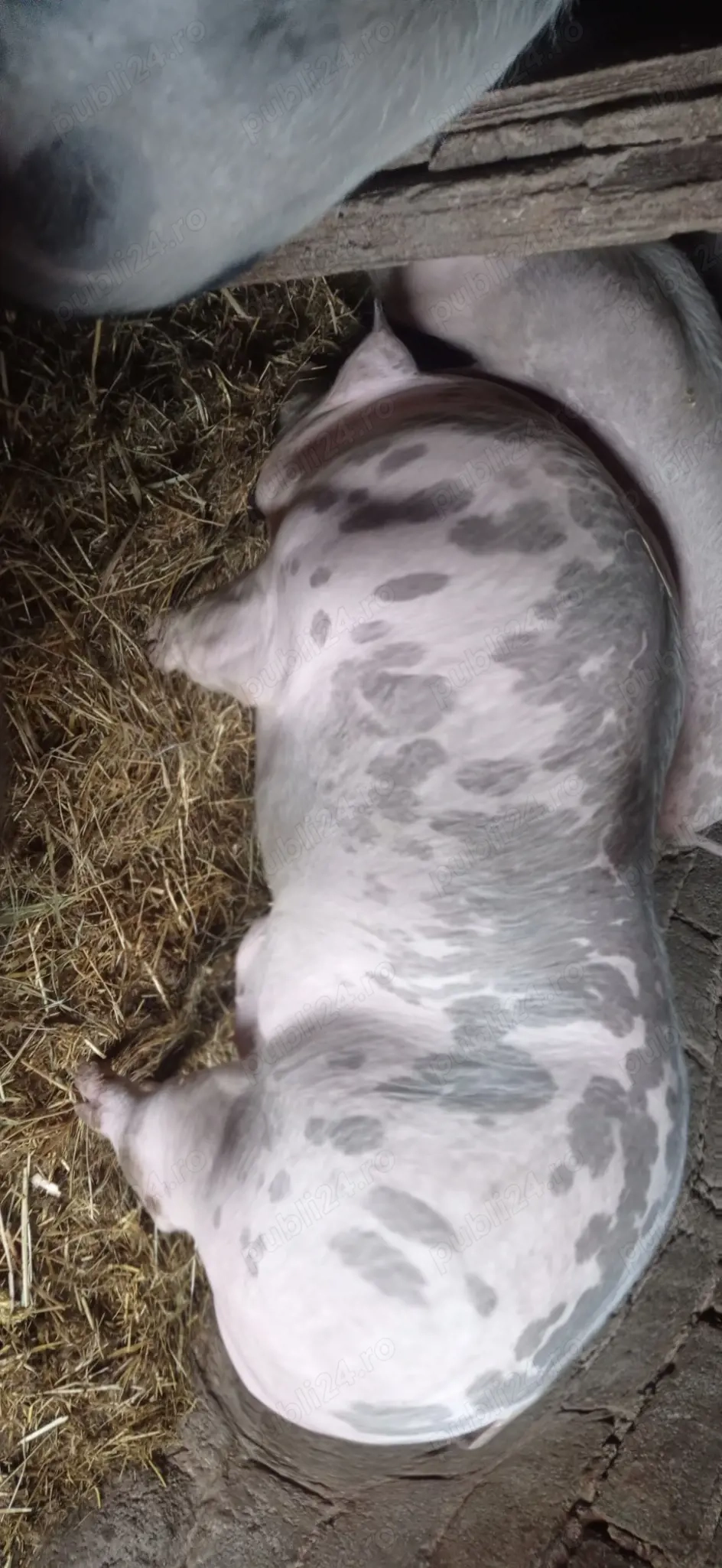 Vând 1 vier și 2 purcele pietran 