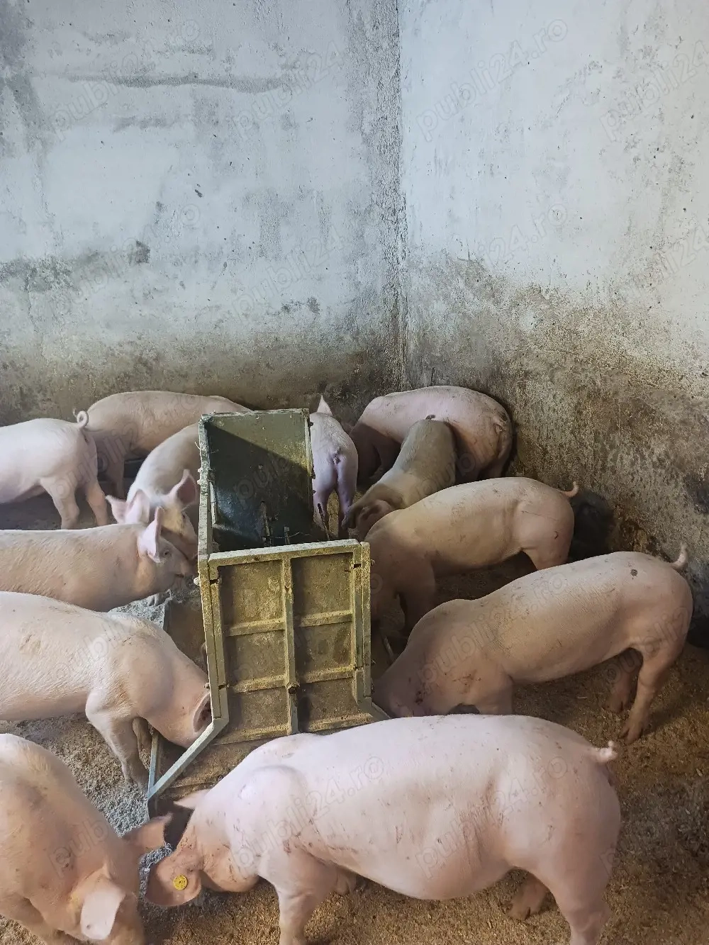 vând soldani și porci diferite mărimi 