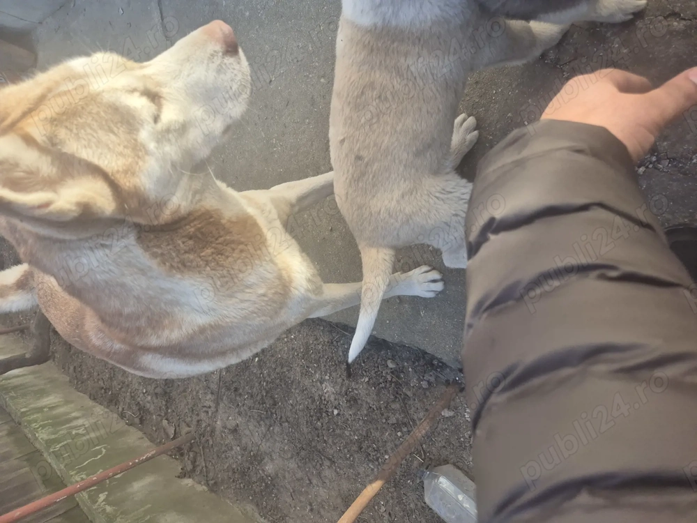 Husky cu vârstă de două luni