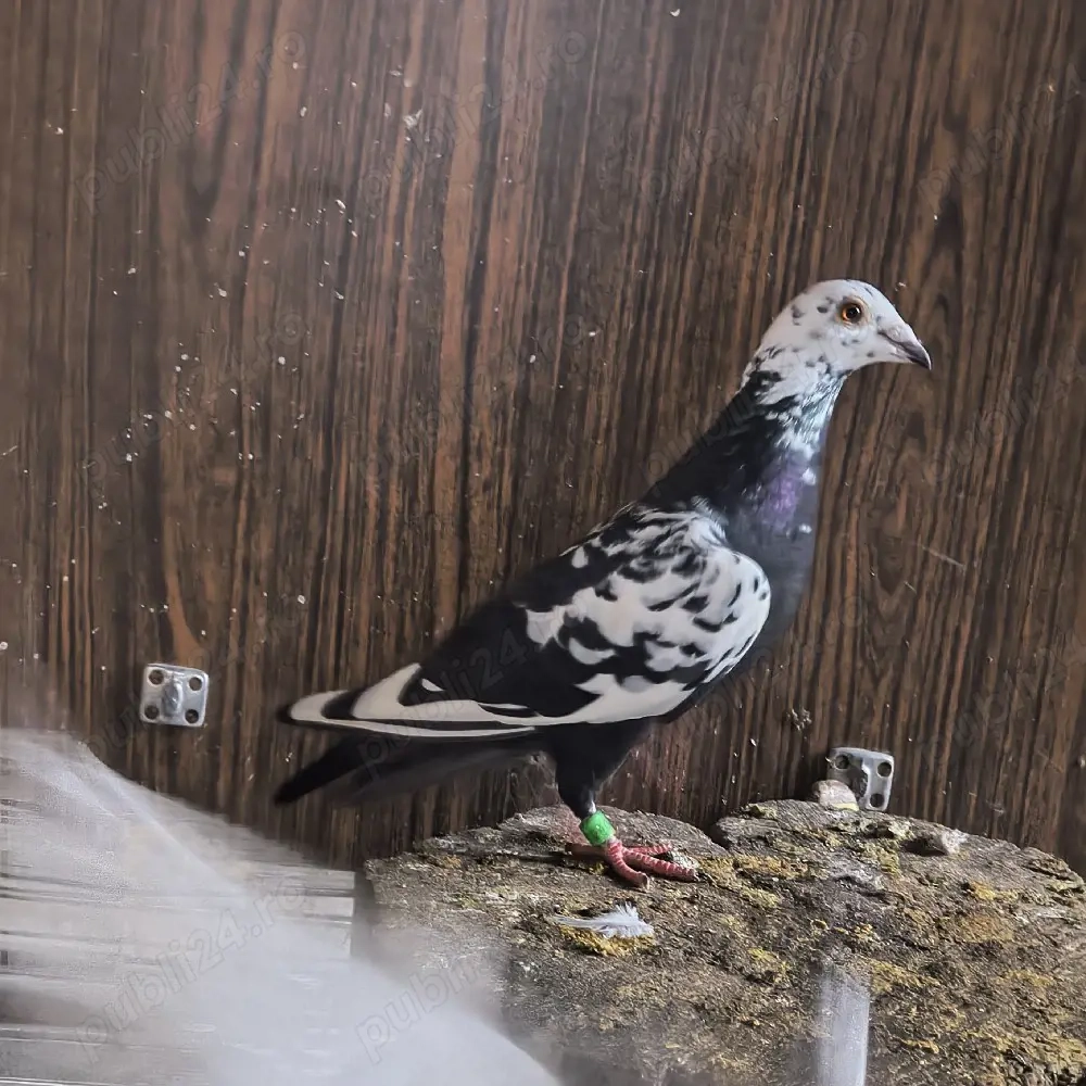 vand 2 femele meulemans