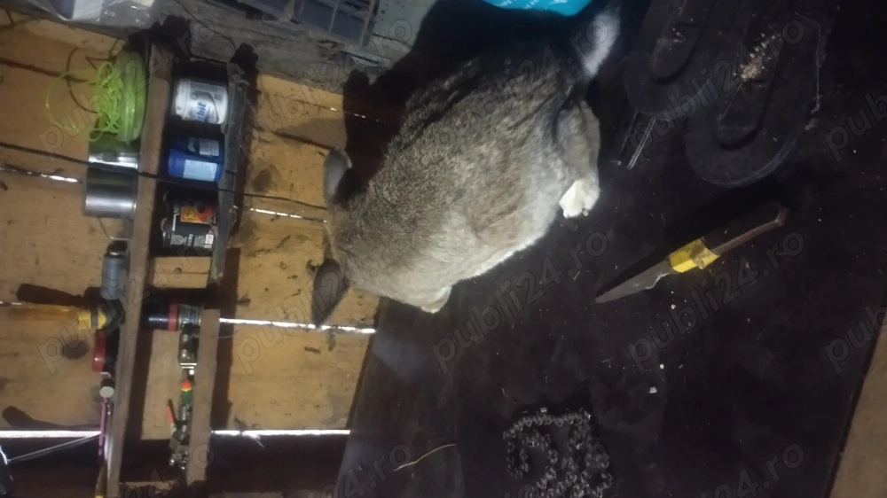 Iepuri de vânzare belgian