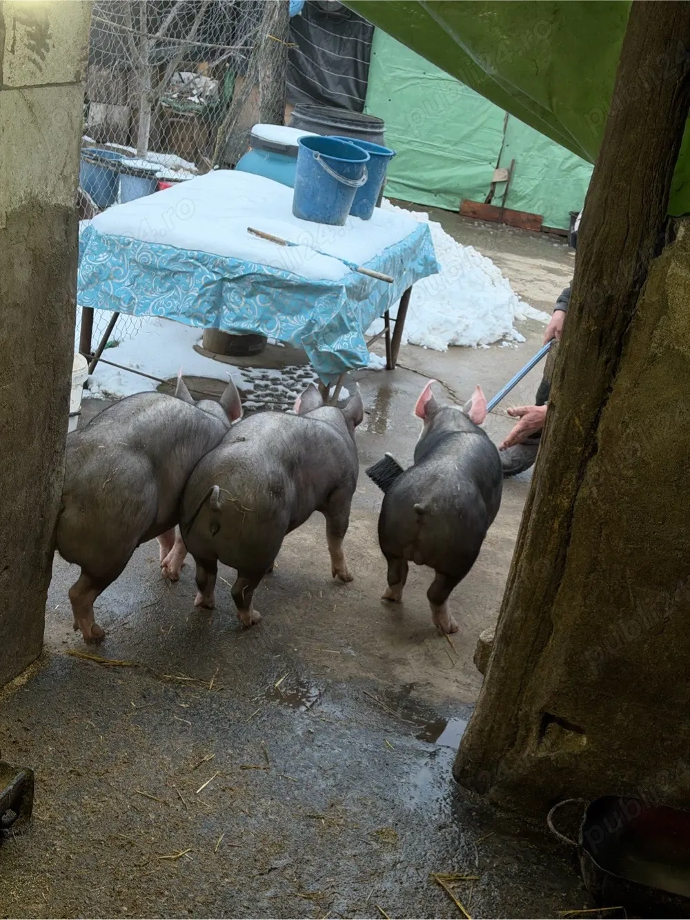 purcei pietrain belgian