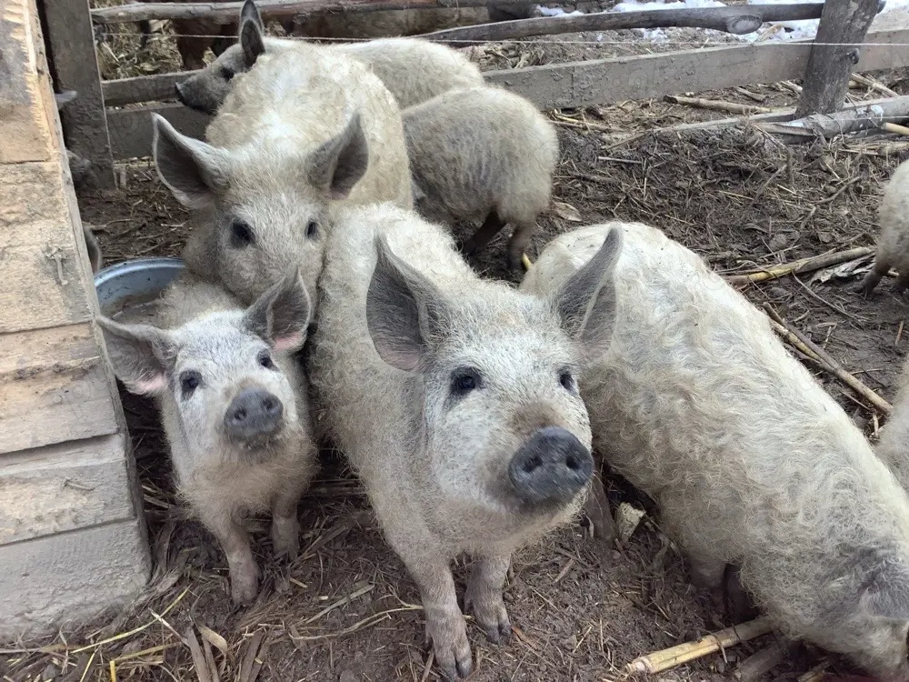purcelusi mici de mangalita varietate blonda