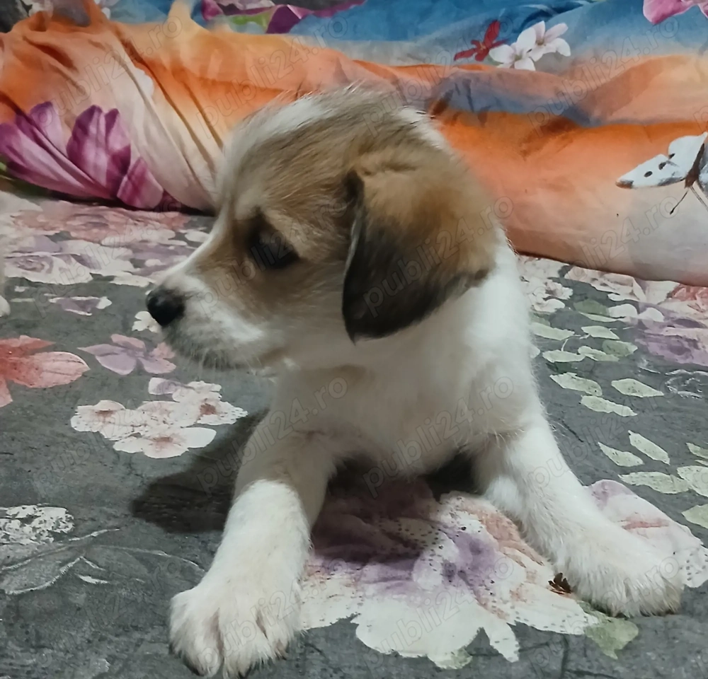 Dau căței prin adopție 