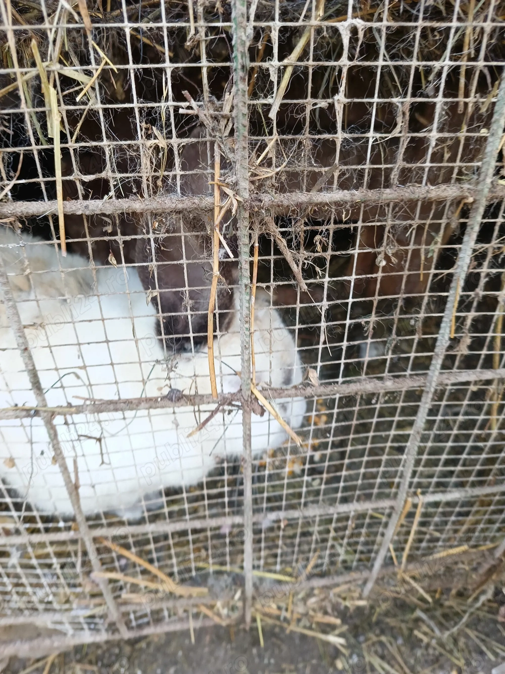 Vind iepurii crescuți bio