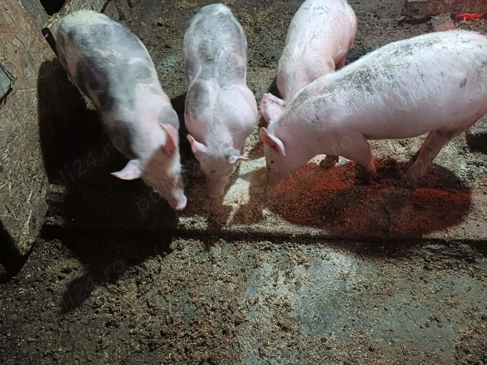 Purcei landras pietran 