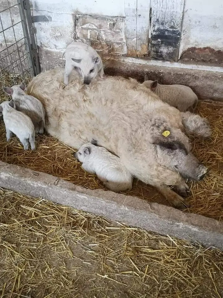 Purcei mangalita diferite marimi 