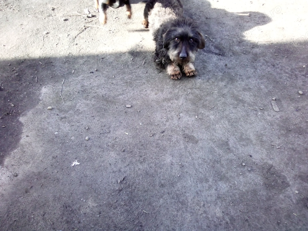 teckel sarmos 8 luni