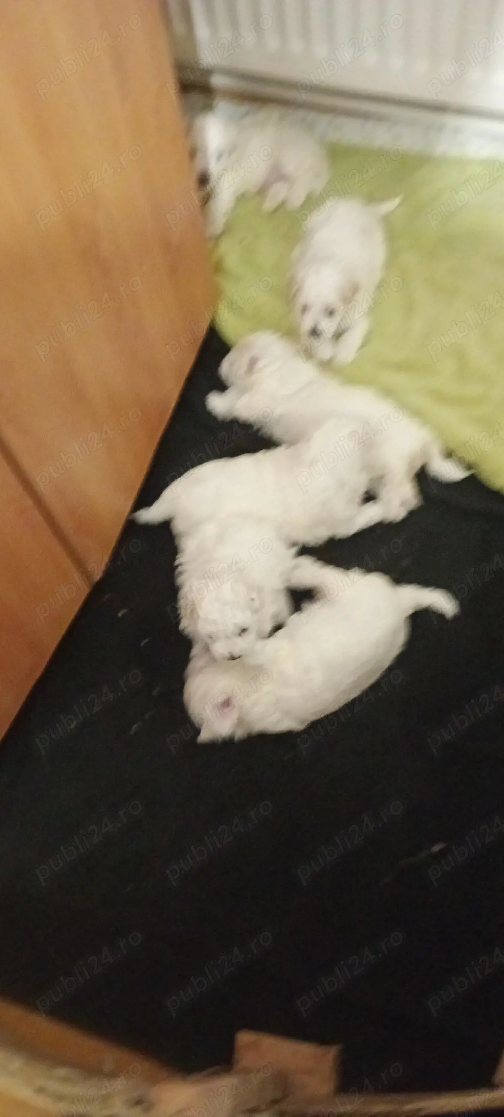 Bichon maltez, jucăuș iubitori 