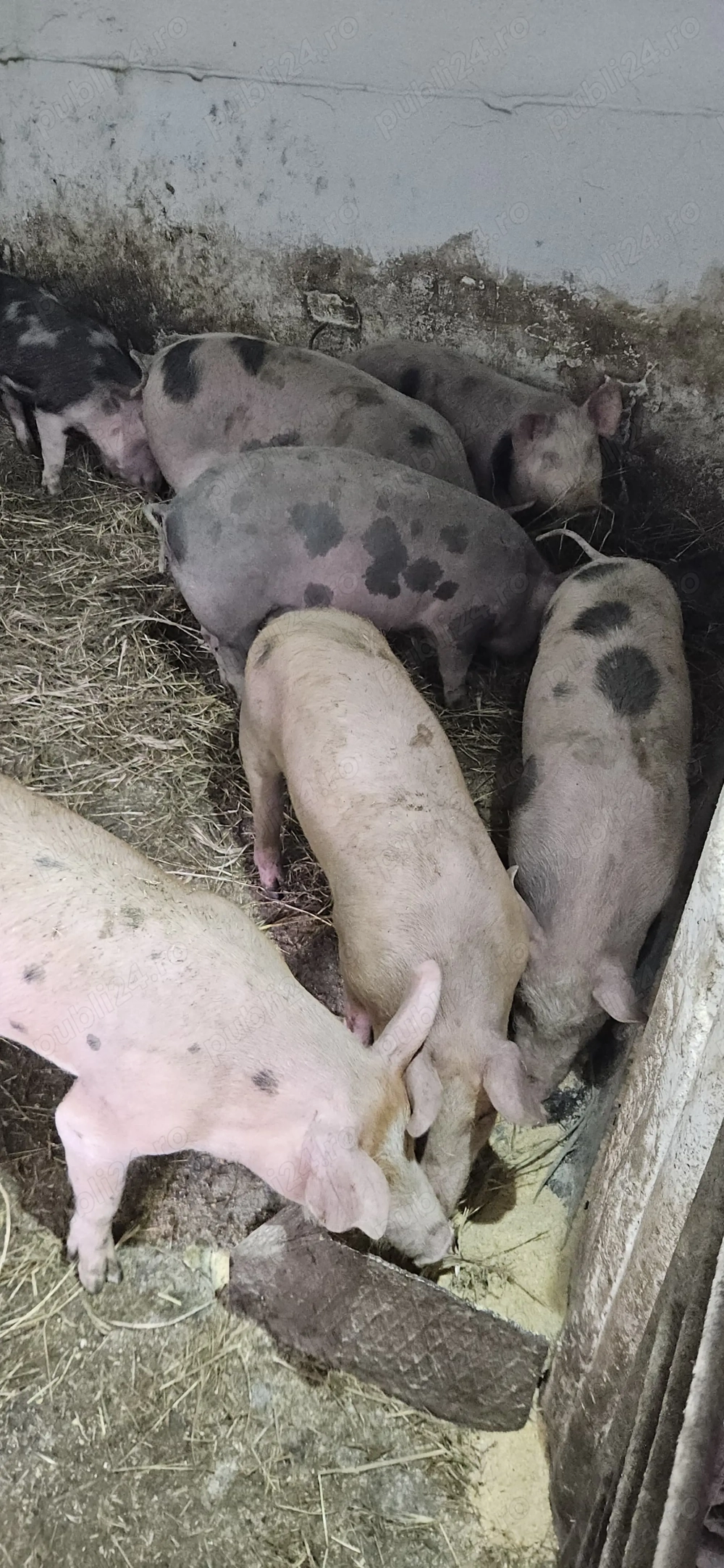 Purcei de vânzare   crescuți bio, fără concentrate.