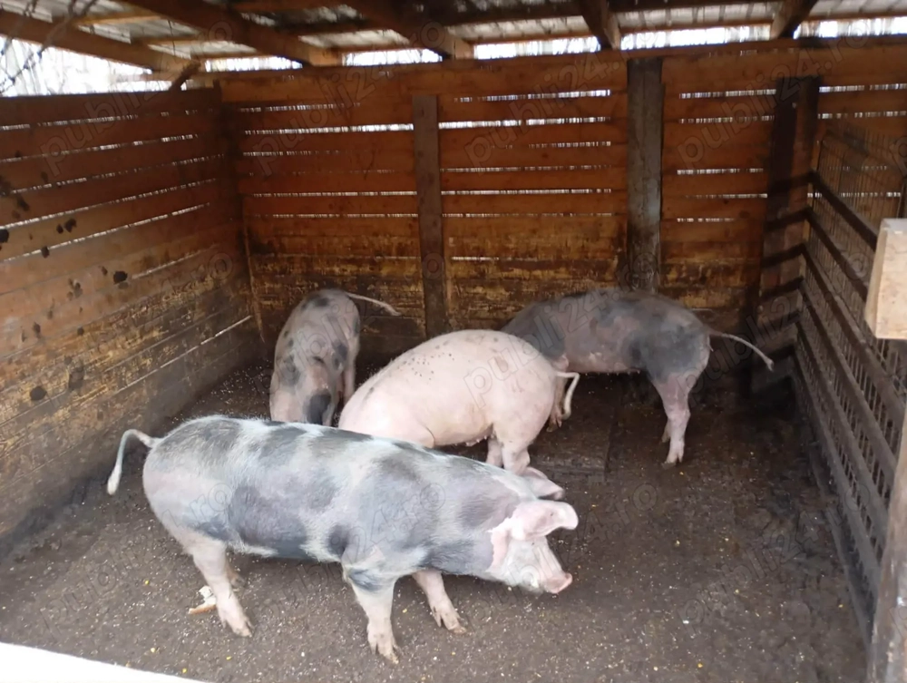 Porci de vanzare 
