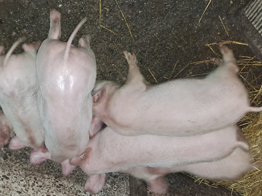 Purcei de 9 saptamani 400 lei buc