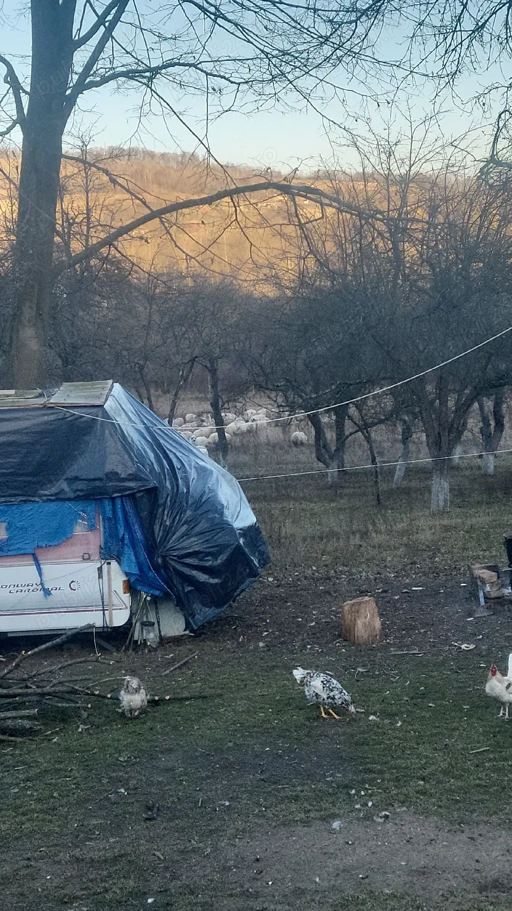 vand cocosi de curte