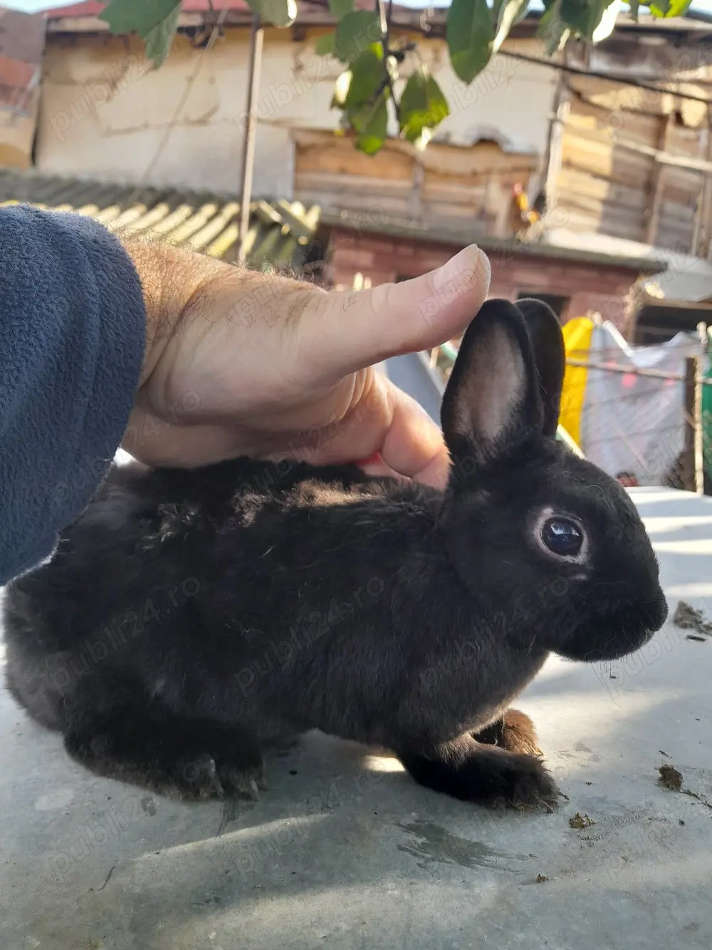Vând, schimb tineret U.G.Galben, Uriaș de Transilvania, Fluture German, Albastru Vienez, Cap de Leu