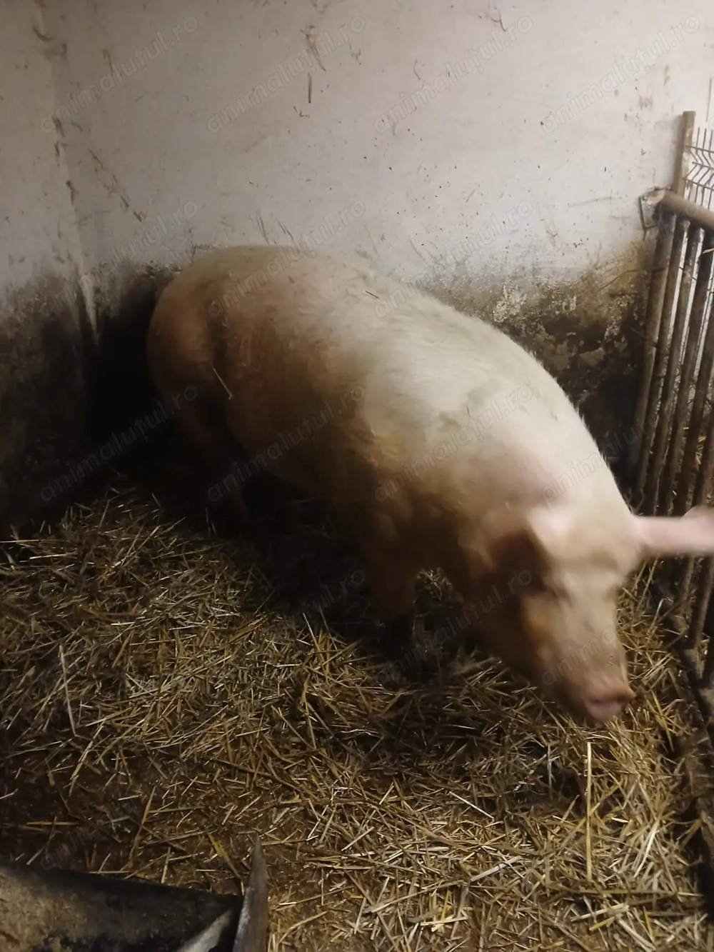 Vând scroafă pentru sacrificat 