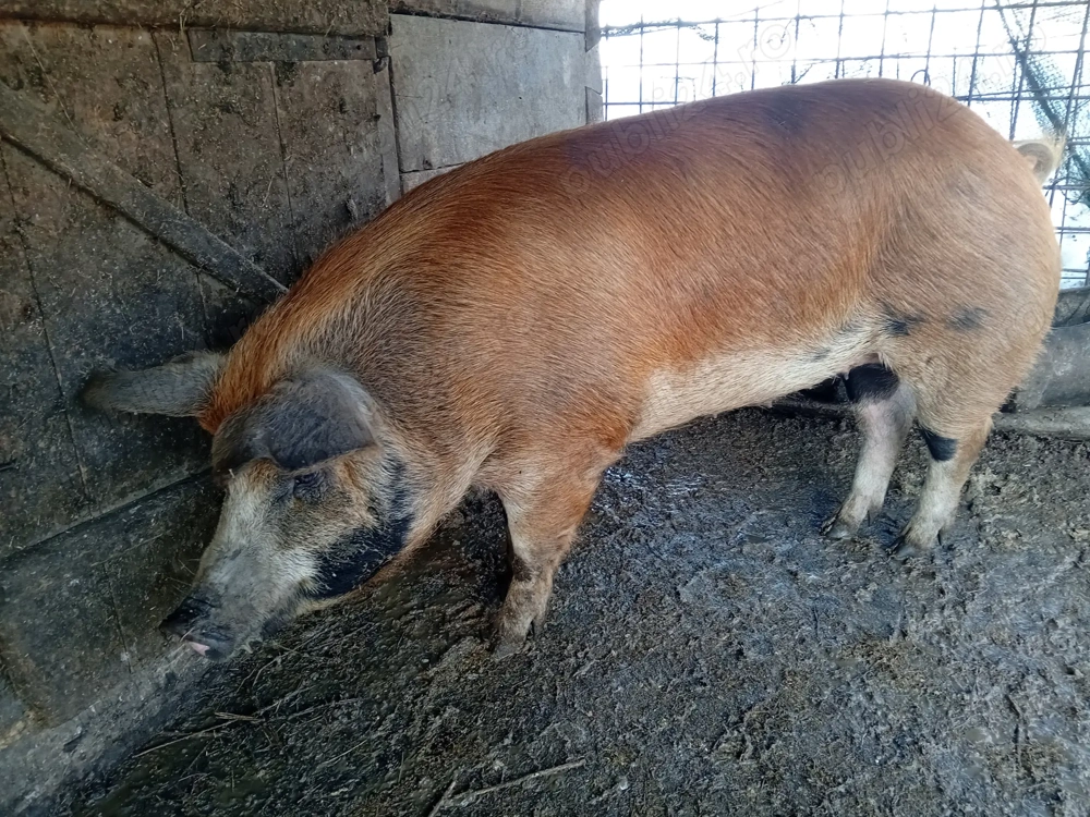 Vand scroafa duroc