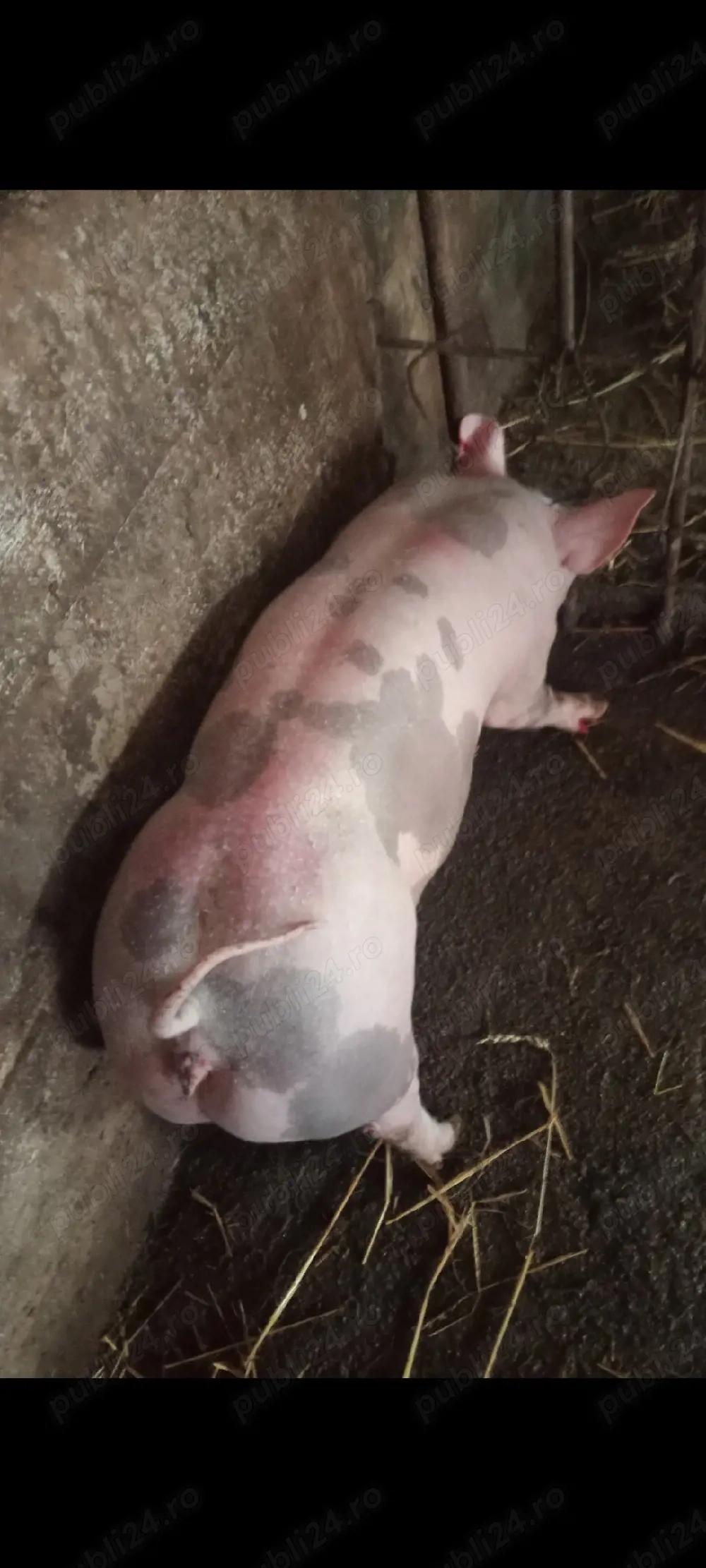 Scrofiță Pietrain Belgian,50 kg,pt reproducție 