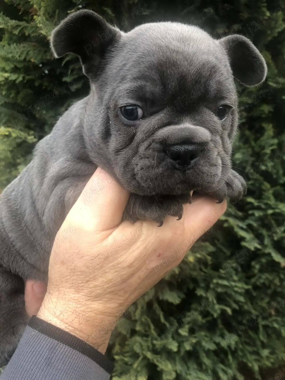 Vând 2 masculi bulldog francez, 6 saptamani