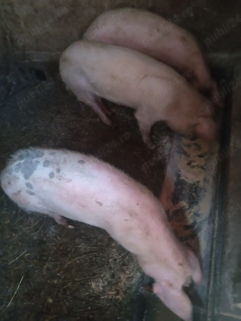  3 au mai rămas ultimul preț 700 bucata soldani la 60-70 de kg,sunt purcele,700 de lei buc