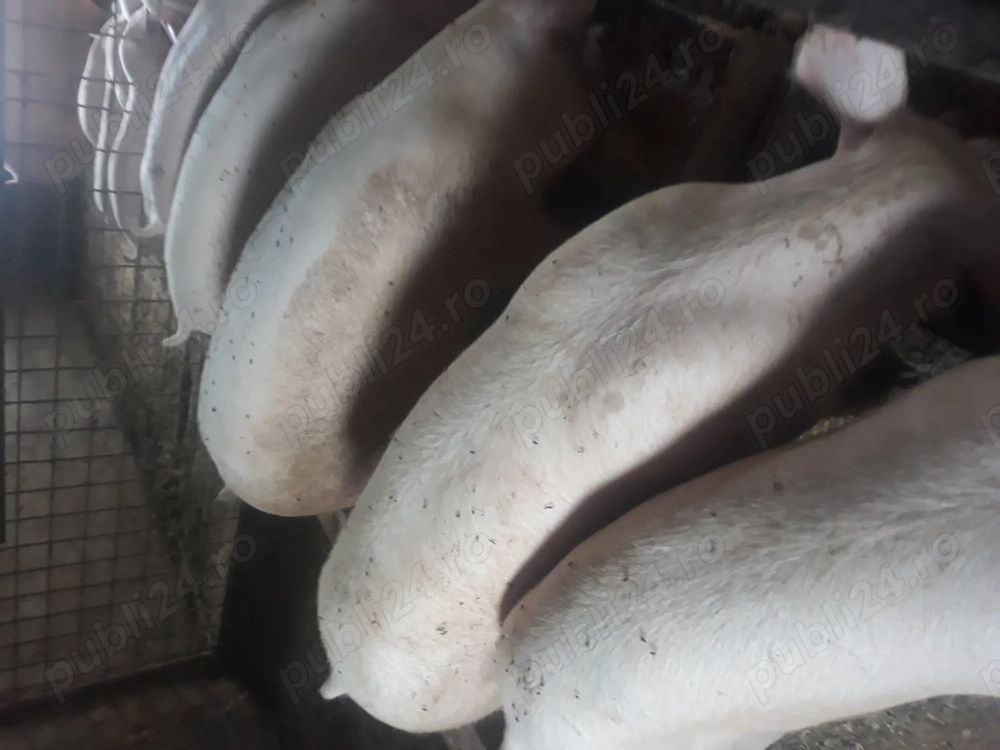 Porci de carne 9 lei kg 