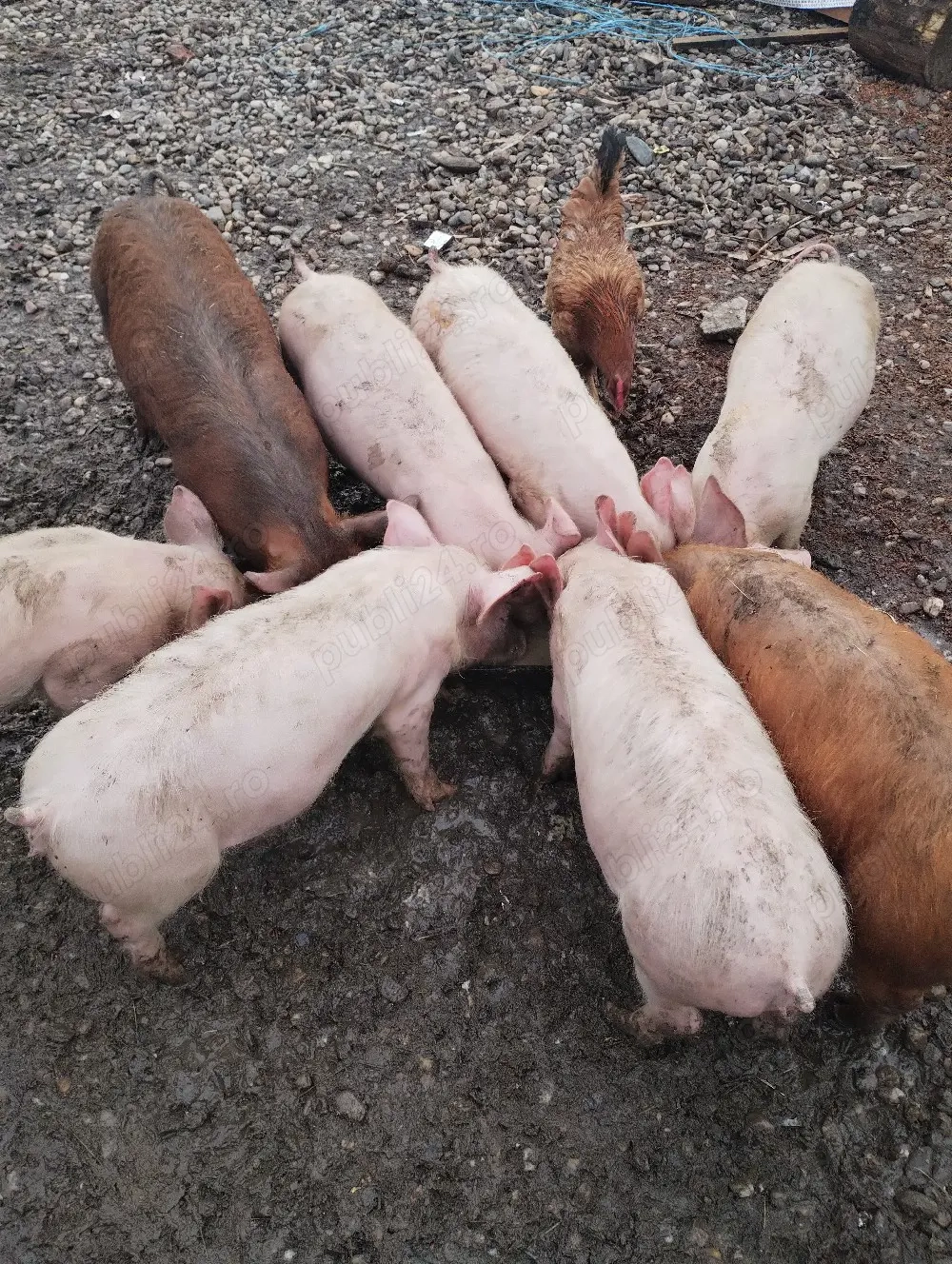 Purcei de. 10 săptămâni 