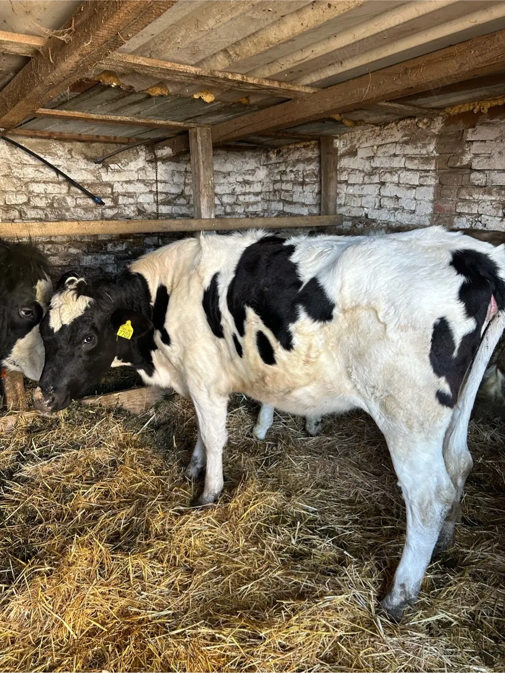 vitica holstein 