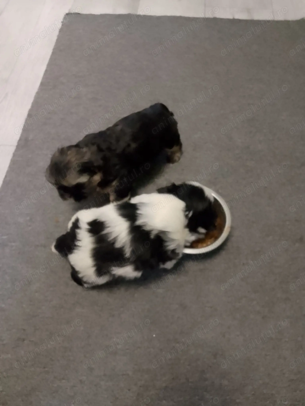 Catei shitzu vaccinati 