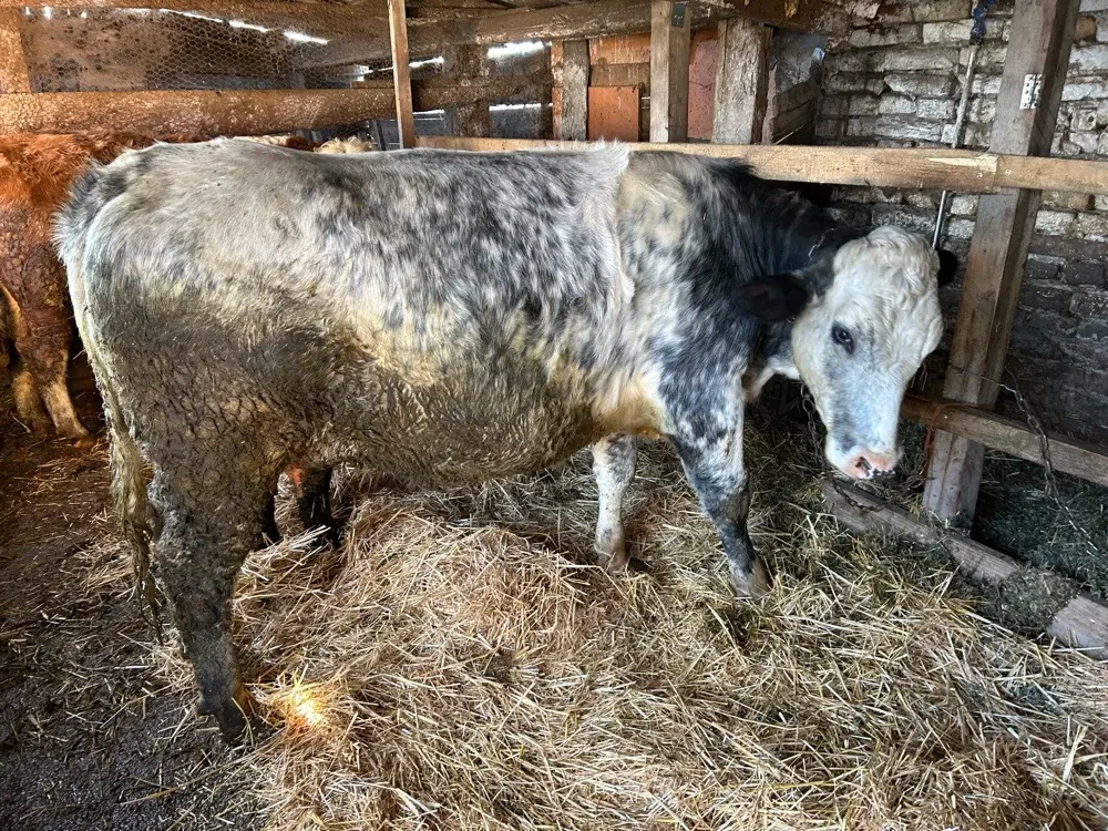 juninca belgiana gestanta 