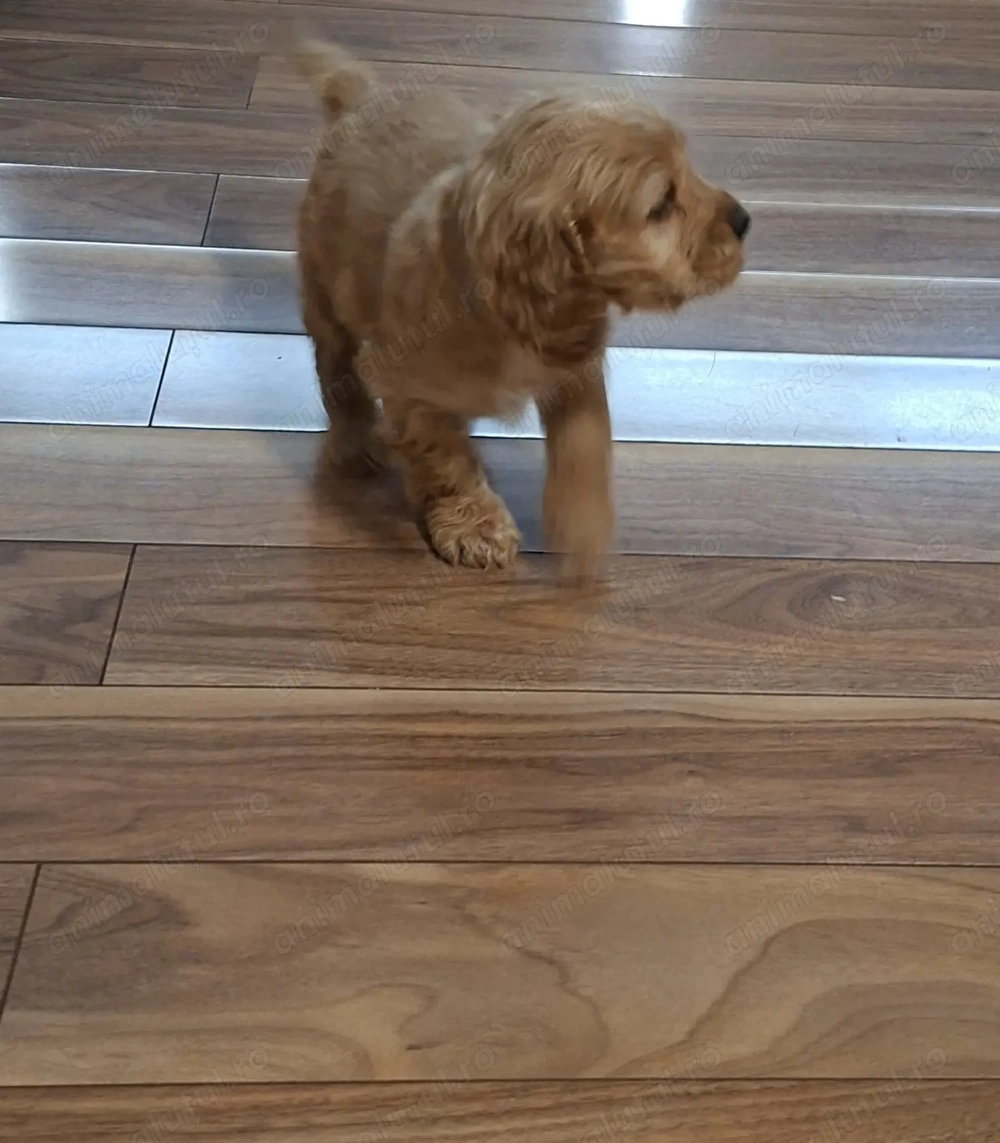 Vand pui Cocker Spaniel, in varsta de 2 luni, disponibili 3 baieti