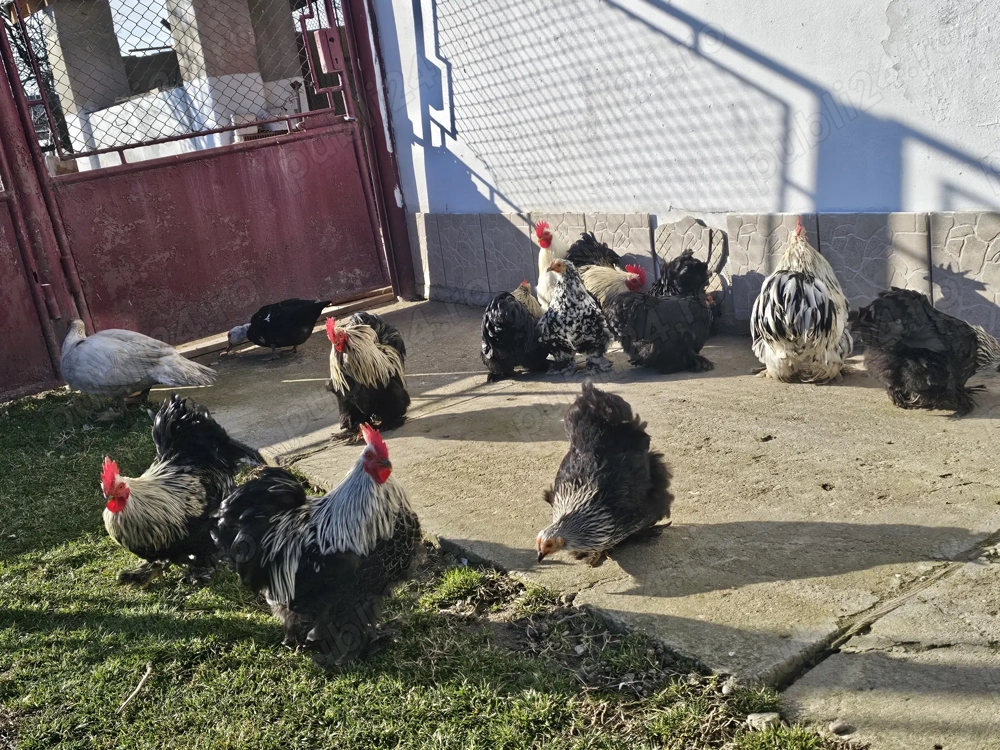 Vand gaini si cocosi cochinchina ! 
