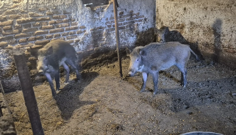 Purcei mistreț rasă pură