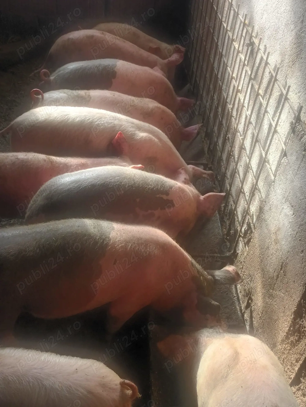 Grasuni de vanzare 6 masculi si 6 femele