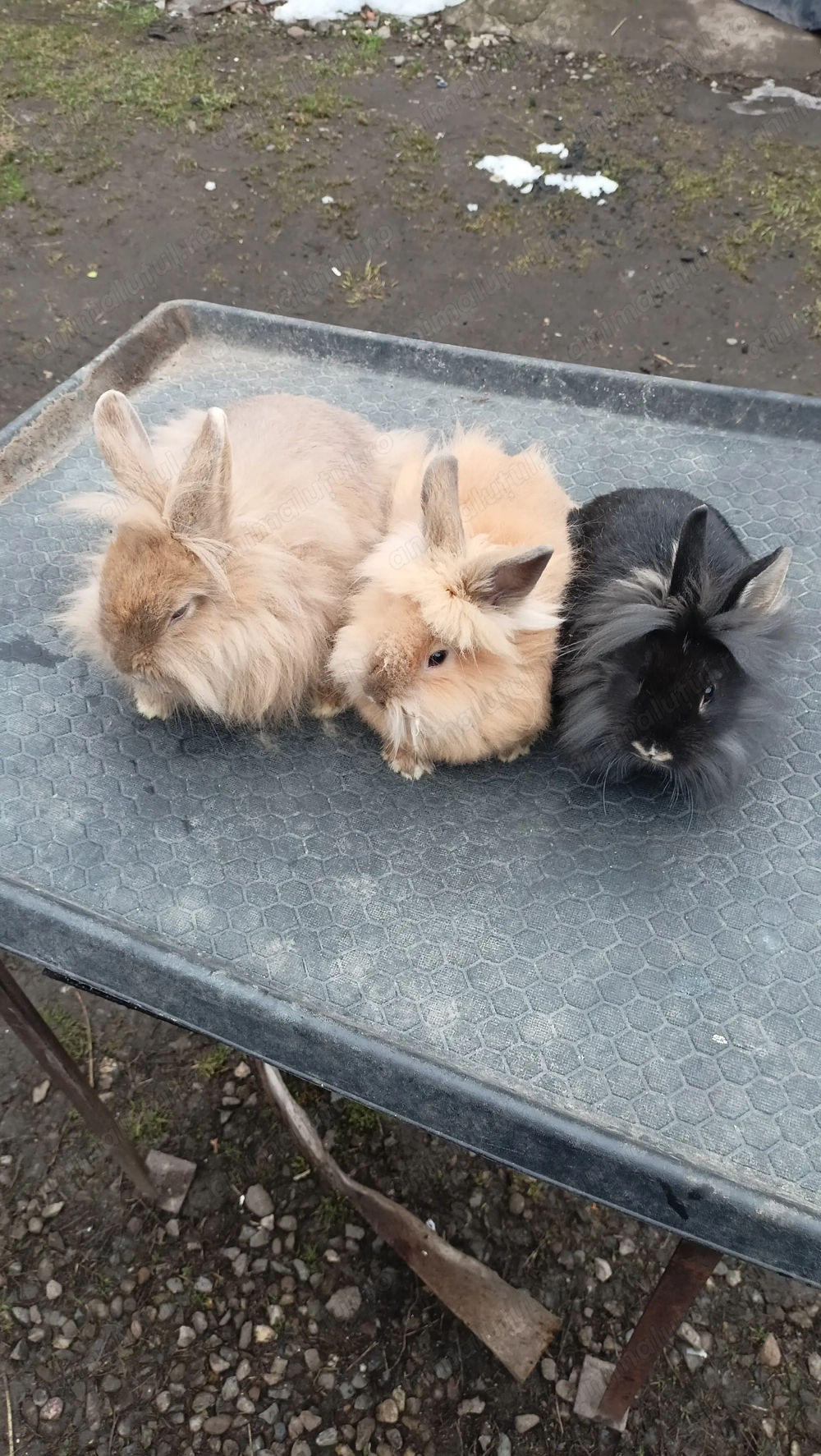 Iepuri pitici cap de leu.