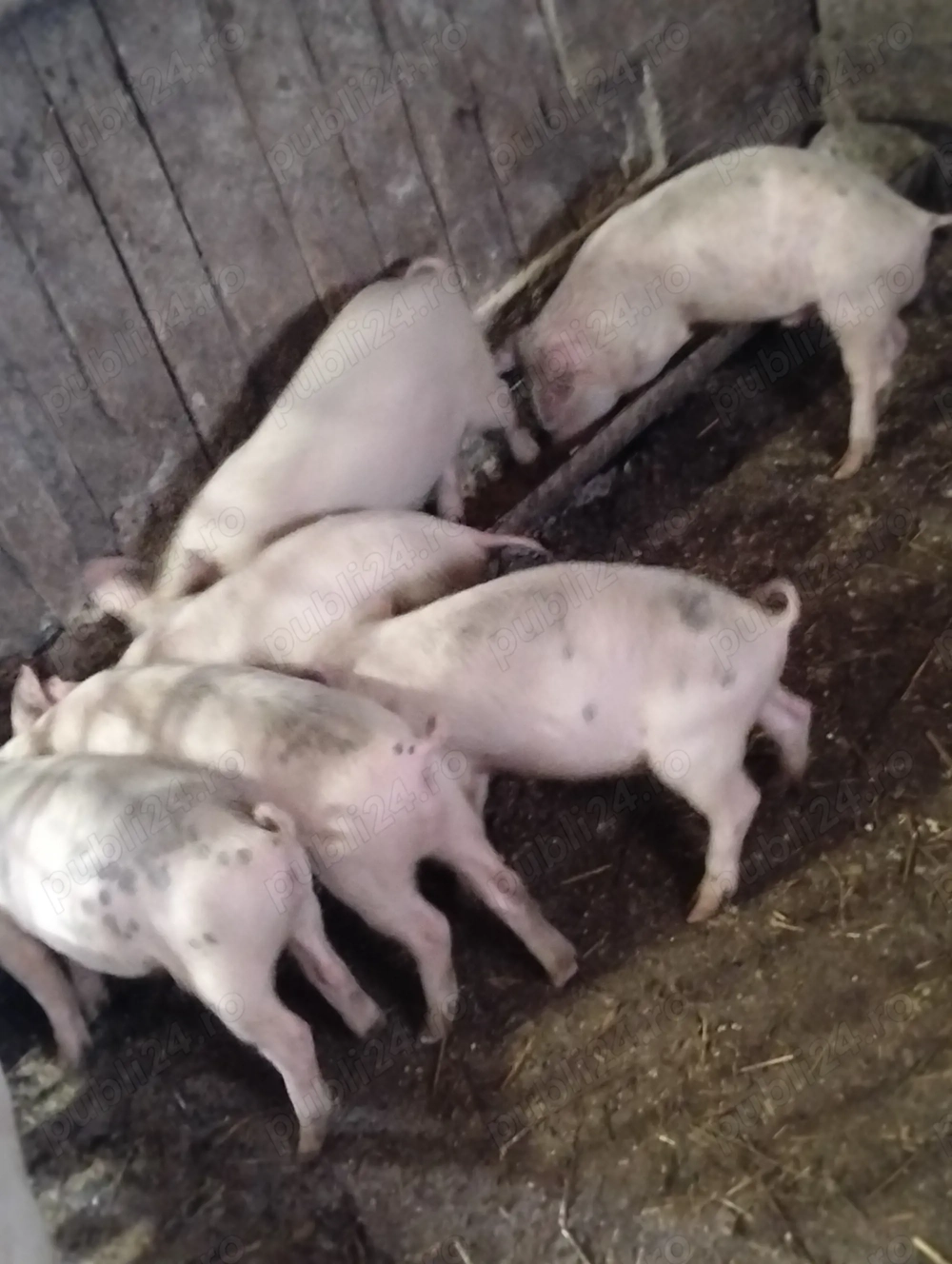 Purcei înțărcați,de 8 săptămâni 