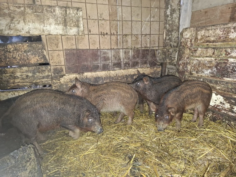 vând purcei Mangaliță& Mistreț - Duroc