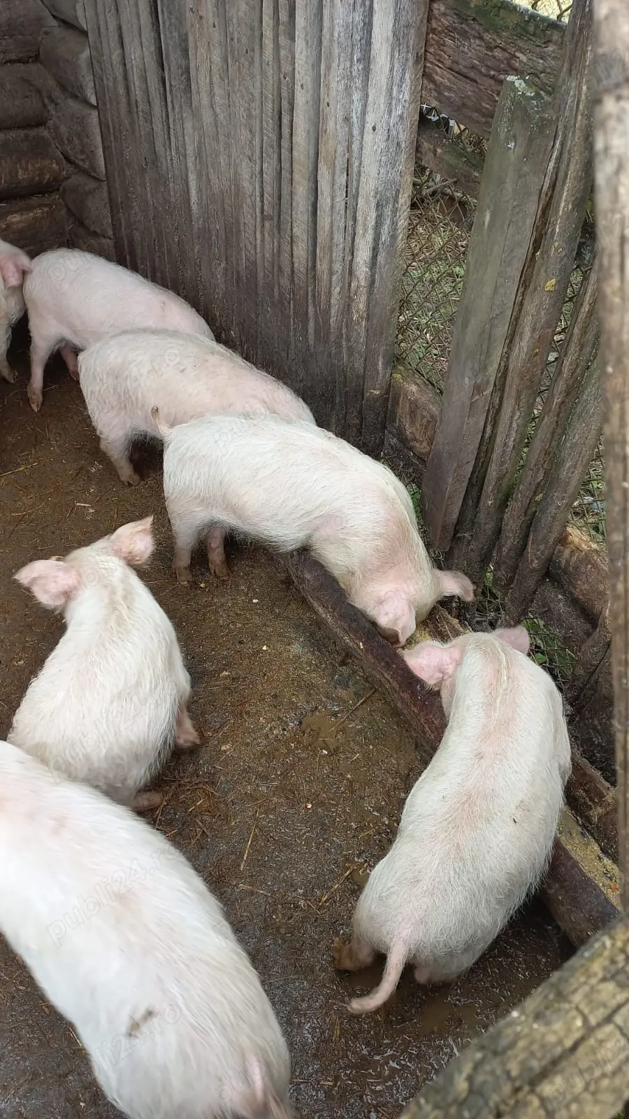 vand purcei de 3 luni