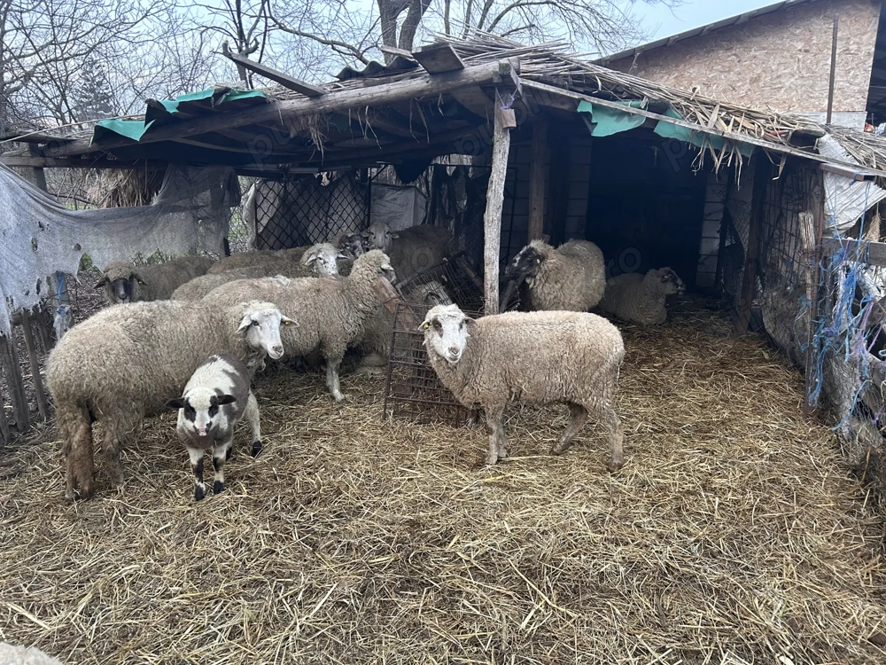 Vand oi gestante , bune de ținut 