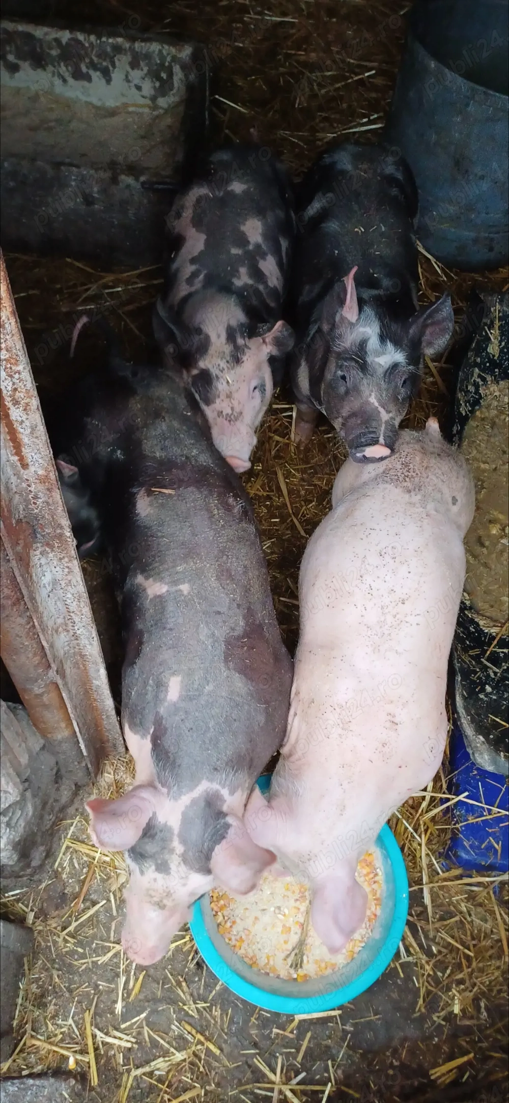 Vând purcei 8 sapt ,rasă Pietran Belgian