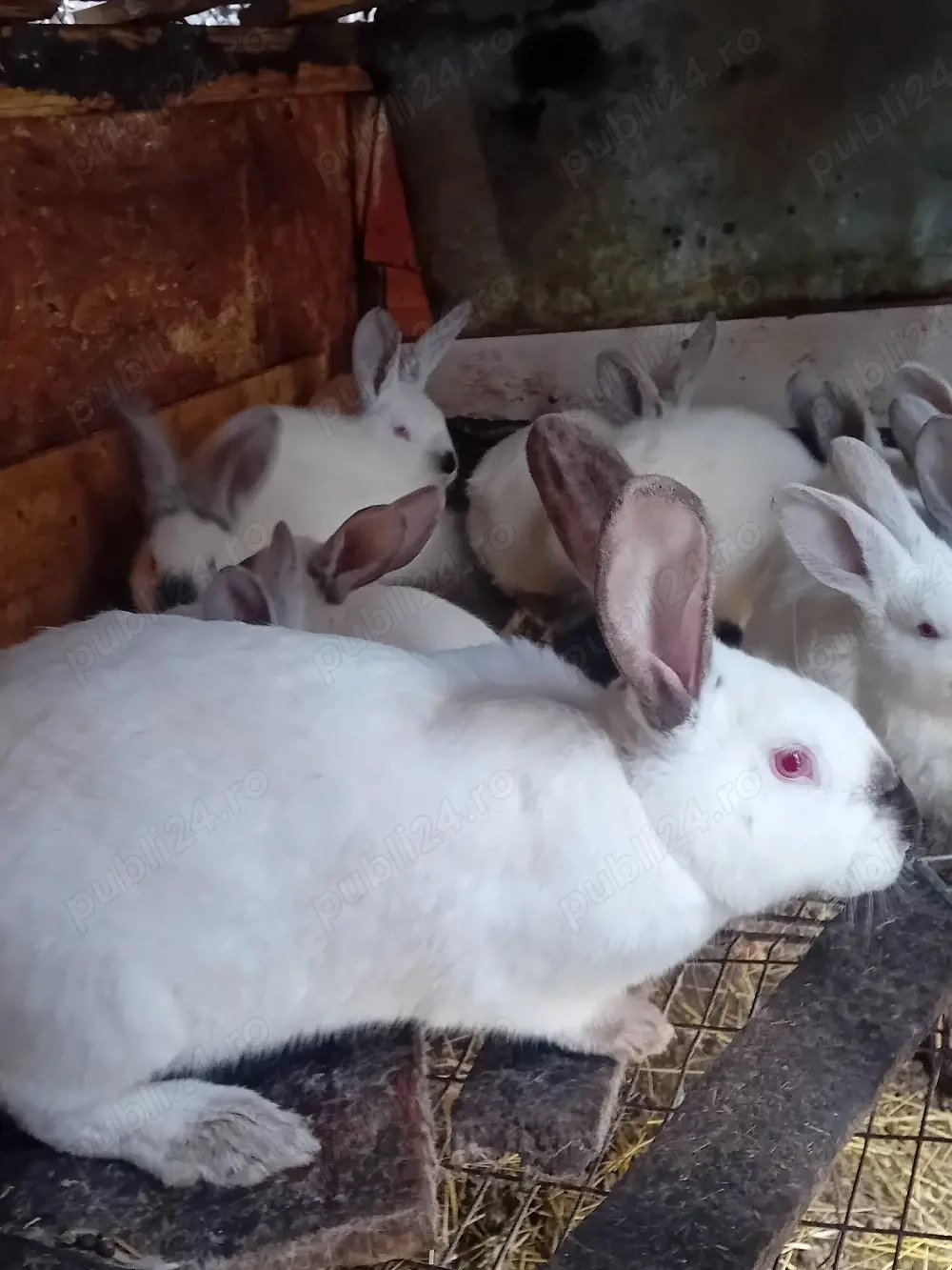 Vind pui uriași Transilvania virsta 3 luni